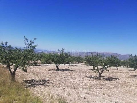 Do you want to buy rustic property in Jumilla? Excellent opportunity to acquire this rustic property with an area of 18802 m² located in the town of Jumilla, province of Murcia. It has good access and is well connected. Do you want more information? ...