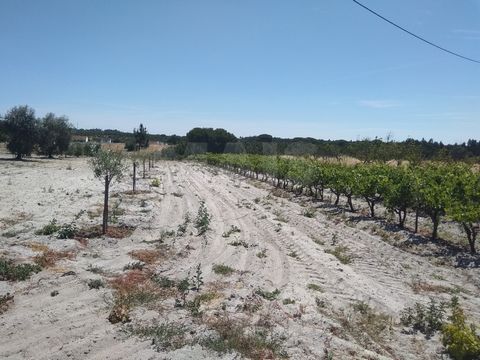 Terreno Rústico na Branca, Coruche Terreno com 12.763m2 Cultura arvense de oliveiras, pinheiros, eucaliptos e vinha. Possibilidade de adquirir 3 lotes. Lagoa artificial.