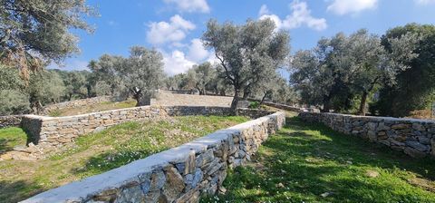 ALLGEMEINE MERKMALE Es gibt 18 Olivenbäume auf dem Grundstück im Dorf Göldere. Der gesamte Umfang des Grundstücks wurde mit einer Steinmauer bebaut und die Grenzen festgelegt. Zusätzlich wurde eine Plattform für das Haus vorbereitet. Die Klärgrube is...