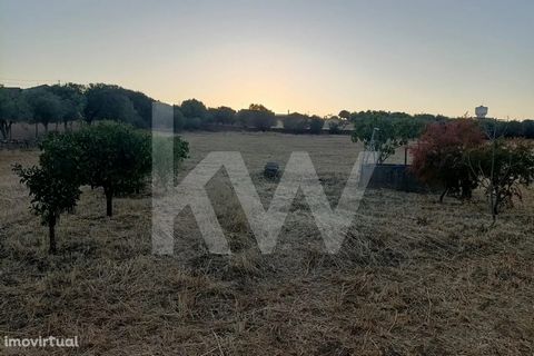 Come and enjoy a wonderful Land in Ramhead with 8500 m2. Land completely walled with ancient stone, with well and many fruit trees namely Pomegranate, Fig trees and Orange Trees. In this land you will also find Centuries-old Olive Trees next to the w...