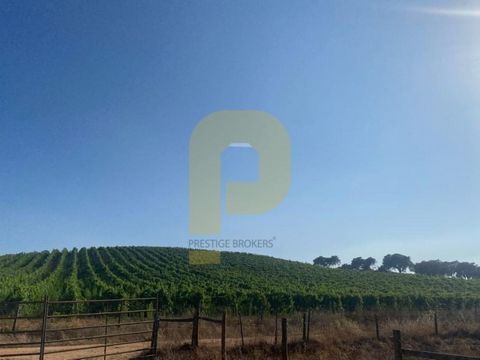 Domaine situé dans la municipalité de Montemor-o-Novo, district d'Évora, Portugal. Cette propriété, reconnue pour sa production de vins primés, a une superficie totale de 317 hectares, dont 10 hectares dédiés à la vigne. Le paysage est orné de vastes...