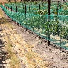 It is completely planted with grape, there are approximately 2 hectares, the grape varieties are shirak, pink muscatel, cherry and sanjuanina. It also has a quince plantation. It is fully covered in anti-hail cloth. It has very good access. The prope...
