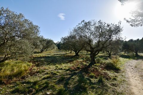 Fontvieille Nichée au coeur du massif des Alpilles dans un parc naturel préservé une parcelle oliveraie d'une surface de 9710 m2. D'environ 159 pieds d'oliviers en production de la variété Grossane en majorité et d'autres variétés de la Vallée des Ba...