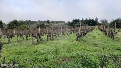 Pardieiro Pequeno vineyard, about 1 km from the center of Soudos, with an area of 3,160m2. Come visit.   Good opportunities live here - if you want to sell, rent or buy an apartment, villa or other contact us. Our Team's mission is to fully serve and...