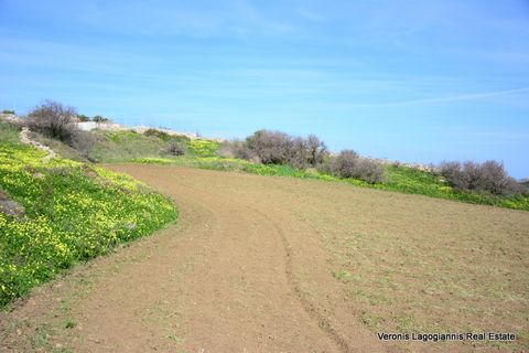Vivlos, Naxos, an agricultural land of 5.280 m2 is available for sale. The property is buildable. Possibility of building a house of 210 m2. The distance from the beach of Agia Anna is 4 km and from Chora Naxos is 8 km. Price: 65.000 € Code: 640564 V...