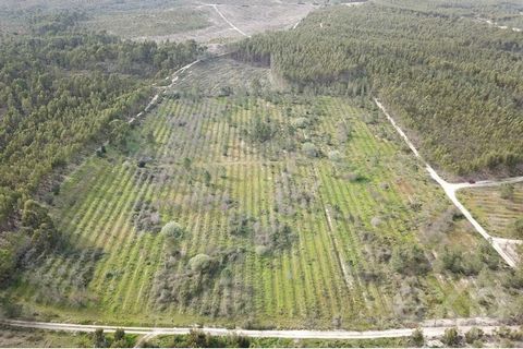 **Agricultural Land in Fazendas de Almeirim for Sale** We present an incredible investment opportunity in agricultural land located in Fazendas de Almeirim, with a generous area of 28,600 m². This is the perfect land to enhance your profitability in ...
