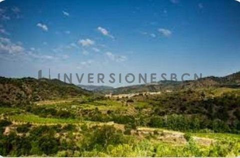 REAL ESTATE BOUTIQUE INVERSIONESBCN PRESENTS YOU: Vineyard in Priorat with an area of ​​approximately 4.5 hectares with production started in 2001 after terracing them, installing drip irrigation, making a 350,000-liter pond and a small wooden house,...