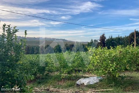 Lemon orchard with drip irrigation system on flat land with 11700m2. Agricultural support with approx. 20m2 with all the equipment for the distribution of water and treatment of lemon trees. The lemon trees are in perfect health and the economic retu...