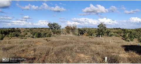 Grundstück von 5,4 ha in der Serra de Grândola, nur 15 km vom Zentrum des Dorfes und 40 km von den Stränden (Carvalhal, Melides) entfernt. Mit guter Anbindung und Strom aus dem 300 Meter entfernten Netz. Mäßig hügeliges Gelände mit Korkeichenwäldern ...