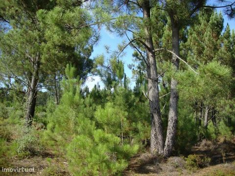 Land with flat pine forest, very close to residential area with good afforestation and good access. Excluded from the SCE, under Article 4 of Decree-Law No. 118/2013 of 20 August.