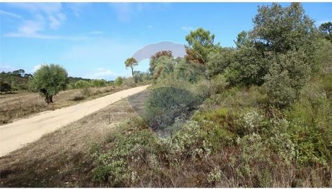 Agricultural land located in Vargos, with proximity to the village and good access. Currently it has some pines, oaks and bushes. Maybe an opportunity for some of your project in installation for beekeeping for example, various plantation, etc. Asses...