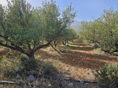 Located in Agios Nikolaos. Plot of building land of 3329 sq. meters on the north coast of Crete, near the famous tourist town of Malia and the picturesque coastal village of Sissi. The plot is only 1.6 km away from the sea (staright line) and close t...