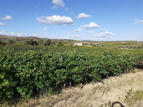 Property with a total area of 18120 M2. Being the land practically, fully planted with vineyard. With an approximate age of 6 years, watering drop by drop. About 16 000 M2, the varieties here to be grown are the 