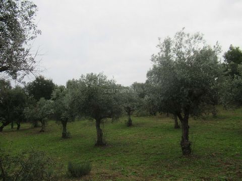 Land with a total area of 16,875 m2. Traditional olive grove with around 160 olive trees. Next to the olive grove, land with eucalyptus trees, more than 100, and approximately 50 cork oaks. Flat land, with good dirt access, electricity next to the pr...