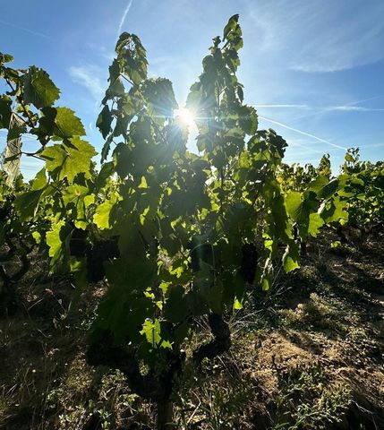 Ensemble de lots de parcelles de vigne en AOC Moulin à Vent d'une propriété viticole de 3ha 50a 11ca au total. Ce lot est composé de 4 parcelles de 39 a 62 ca. Ces parcelles bénéficient d'une bonne exposition. Très bon état général. Vignes entièremen...